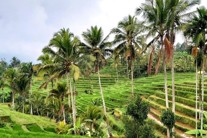 Tanah Lot and North Bali Private Tour - All inclusive - Price and Logistics: What You’re Really Getting for $73