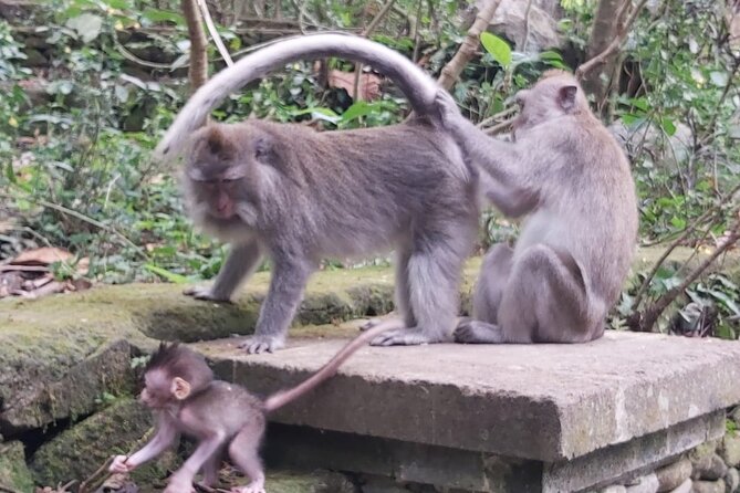 Tanah Lot And Ubud - Full Day Private Tour - Why a private Tanah Lot and Ubud day works