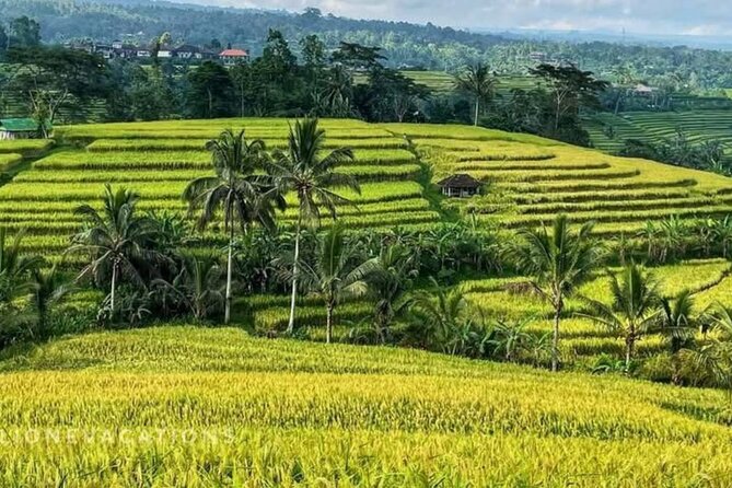 Tanah Lot, Jatiluwih Rice Terrace and Waterfall Day Tour - A tight 8-hour route that actually makes sense