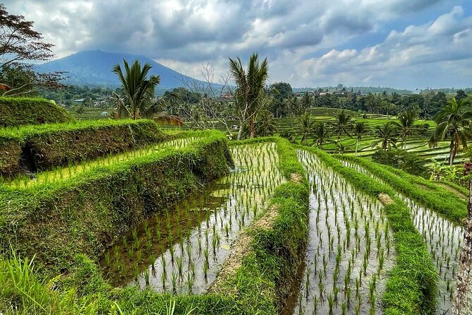 Tanah Lot - Ulun Danu Beratan Temple - Scenic Countryside Tour - Price and what you really get for $85 per group