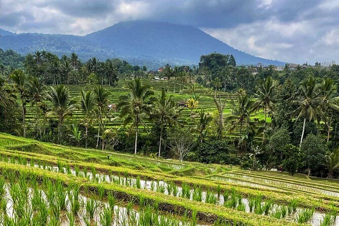 Tanah Lot - Ulun Danu Beratan Temple - Scenic Countryside Tour - Stop 2: Banyumala Twin Waterfalls in the jungle
