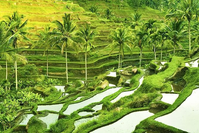 The Popular Of Ubud Private Day Tour - Why Ubud’s top sites work best in one private day