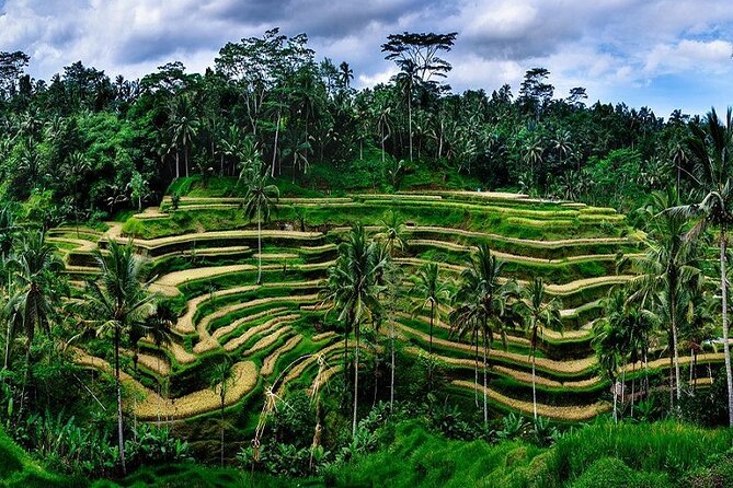The Popular Of Ubud Private Day Tour - Sacred Monkey Forest Sanctuary: monkeys, temples, and a nature reserve