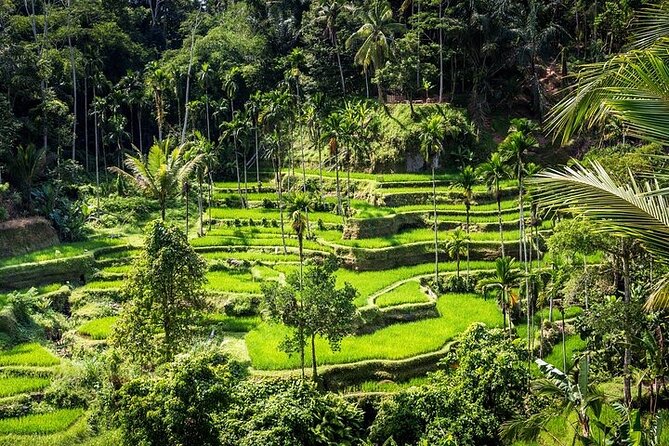 Top Ubud Attractions: Private Full-Day Guided Tour - Price and value: what $60 buys in real life
