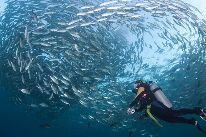 Tulamben Diving Tour Shipwreck USS Bali - Key highlights at Tulamben’s USS Liberty wreck day