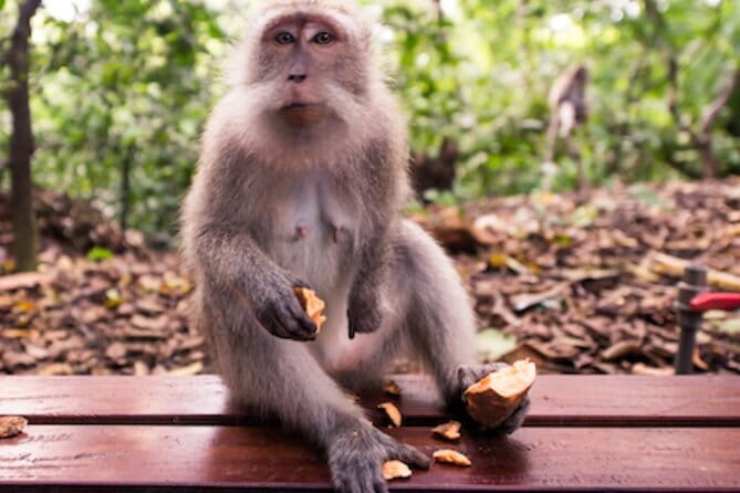 Ubud 1 Day Tour (Private & All-Inclusive) - Quick takeaways before you go