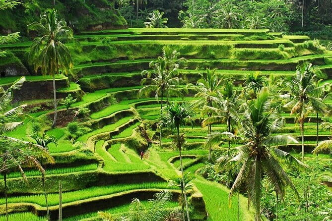 Ubud 1 Day Tour (Private & All-Inclusive) - Stop 3: d’Alas Warung lunch with rice-field views
