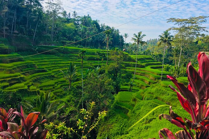 Ubud Best Tour - Stop 5: Tegalalang Rice Terrace for big views and photo-worthy terraces