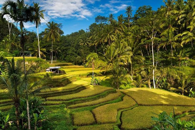 Ubud City Tour II: Monkey Forest, Palace, Art Market, and Rice Terrace - Drivers and the difference between a driver and a guide