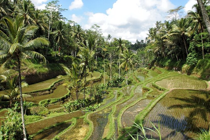 Ubud Explorer Private Day Tour - Stop 3: Sacred Monkey Forest Sanctuary and How to Keep It Stress-Free