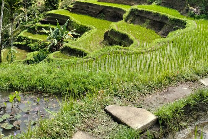 Ubud Explorer Private Day Tour - Stop 4: Tegalalang Rice Terrace Views and Step Reality
