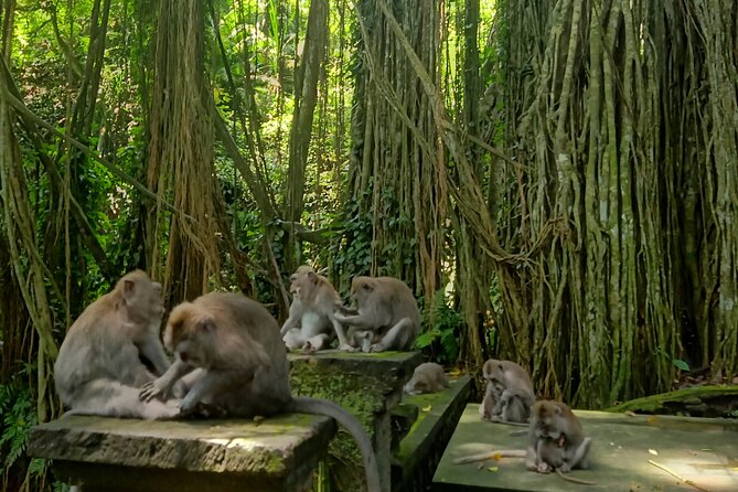Ubud Guided Tour Monkey Forest, Waterfall, Temple & Rice Terrace. - Why this Ubud guided day works when time is short