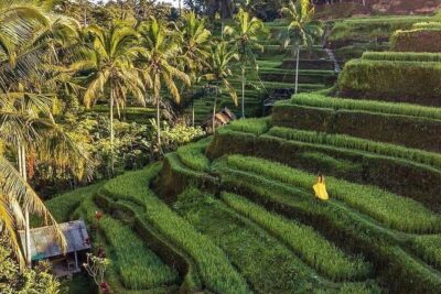 Ubud Hidden Waterfalls and Rice Terrace Tours - Waroeng D’Yoni lunch: a set menu you can actually plan around
