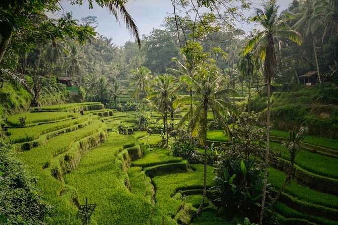 Ubud Highlight: Best of Ubud Private Day Tour with Local Guide - Sacred Monkey Forest Sanctuary: plan for temples, shade, and etiquette