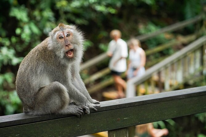 Ubud Highlight: Best of Ubud Private Day Tour with Local Guide - OKA Agriculture Bali coffee plantation: tastings, herbs, and Luwak (if available)