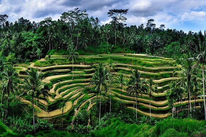 Ubud Highlight Private Charter with Jungle Swing - Private Ubud day, minus the chaos: how this charter works