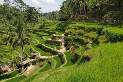 Ubud Highlights Rice Terraces, Temple, Waterfall & Monkeys forest - Price and what you’re really paying for ($27.37 per person)