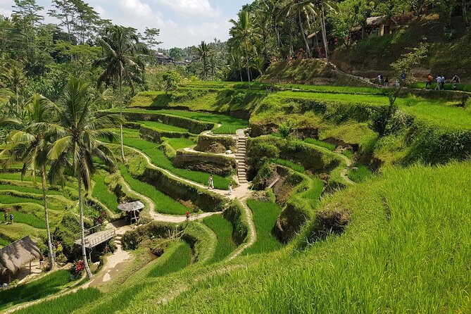 Ubud Highlights Rice Terraces, Temple, Waterfall & Monkeys forest - Price and what you’re really paying for ($27.37 per person)