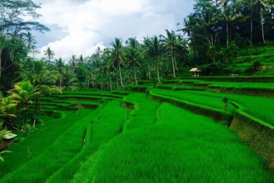 Ubud Highlights Tour ( Private All-Inclusive ) - How the 9:00 am Pickup Sets the Tone for a Smooth Day