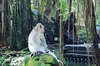 Ubud iconic waterfall and temple tours - Stop 1: Sacred Monkey Forest Sanctuary and Its Real-Life Chaos
