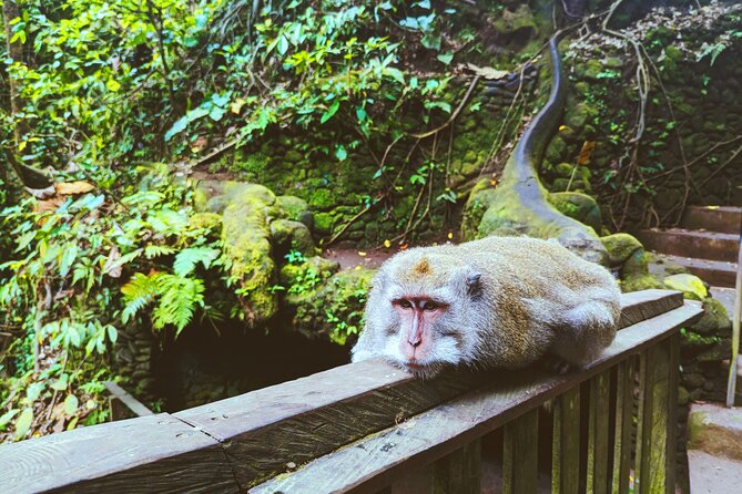 Ubud Jungle Adventure: Tirta Empul & Bali Swing - Sacred Monkey Forest Sanctuary: Long-Tailed Macaques in an Ancient Setting
