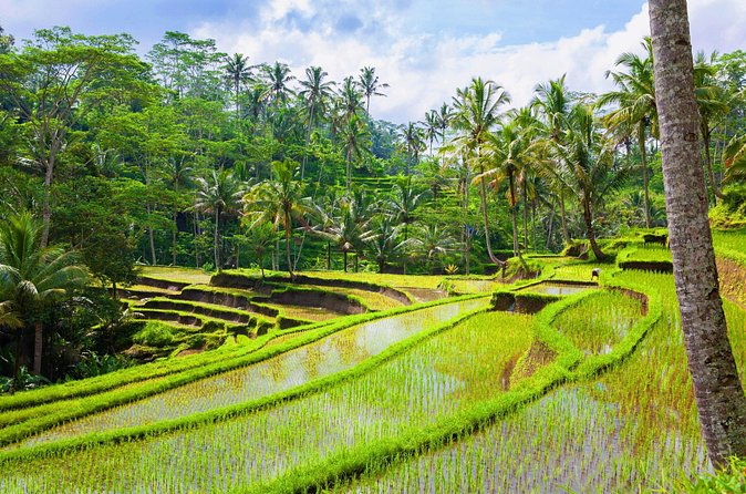Ubud Jungle Adventure: Tirta Empul & Bali Swing - Tegalalang Rice Terrace: Iconic Layering You Can Actually See