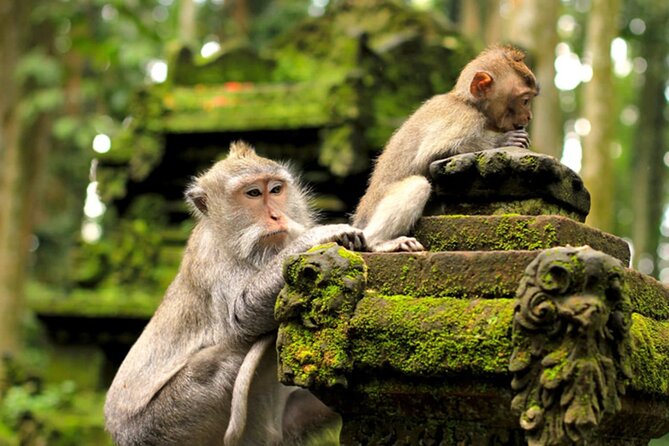 Ubud Jungle Adventure: Tirta Empul & Bali Swing - Price and Value: What $64 Covers (and What It Doesn’t)