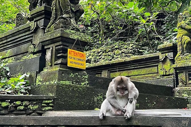 Ubud Monkey Forest, Rice Terrace & Tirta Empul Temple Tour - Tirta Empul Temple: Where the Water Rituals Are the Point
