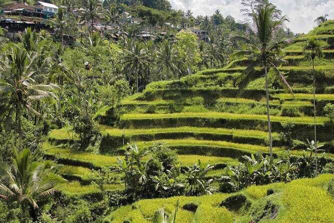 Ubud Monkey Forest, Rice Terrace & Tirta Empul Temple Tour - The Morning Game Plan: Pickup, Small Group, and Time Budget