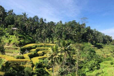 Ubud : Monkey Forest, Rice Terrace, Waterfall, Swing - Monkey Forest Sanctuary: Padangtegal’s Jungle Walk with Real Wildlife Energy