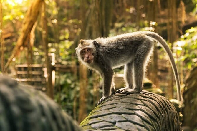 Ubud: Monkey Forest, Rice Terraces and Jungle Swing Tour - Key highlights