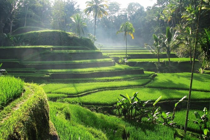 Ubud: Monkey Forest, Rice Terraces and Jungle Swing Tour - Tirta Empul Temple: Holy Water Springs and Purification Rituals