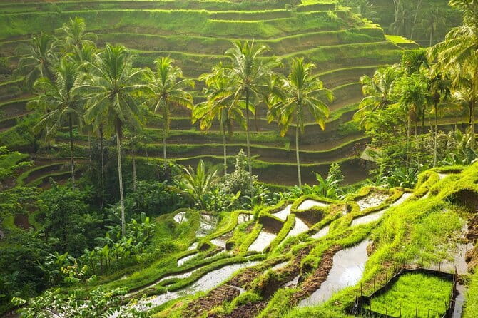 Ubud: Monkey Forest, Rice Terraces and Jungle Swing Tour - Pickup, Private English-Speaking Driver, and the 8–10 Hour Rhythm