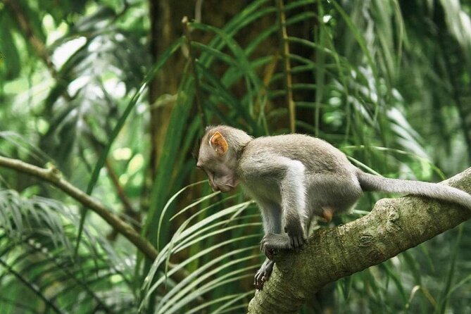 Ubud Monkey Forest, Scenic Rice Terrace with Swing and Waterfall - Your guide and driver: the difference between a day tour and a good day