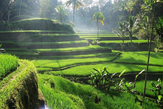 Ubud Private Tour - Waterfalls, Water Temple & Rice Terraces - Price and logistics: what you’re really paying for