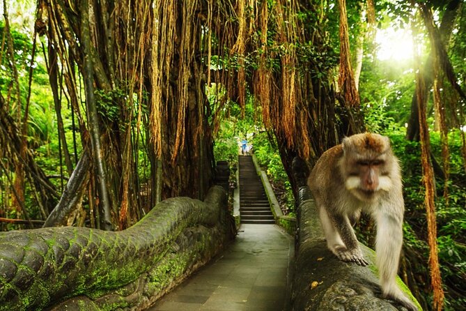 Ubud Skip the line Monkey Forest Sanctuary Ticket and Guided Tour - Key highlights at a glance