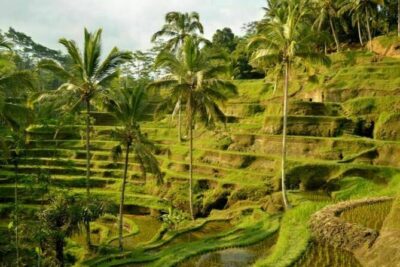 UBUD Spring Temple, Waterfall, Rice Terraces Private Tour - Monkey Forest Sanctuary in Ubud: 45 Minutes of Wild Curiosity
