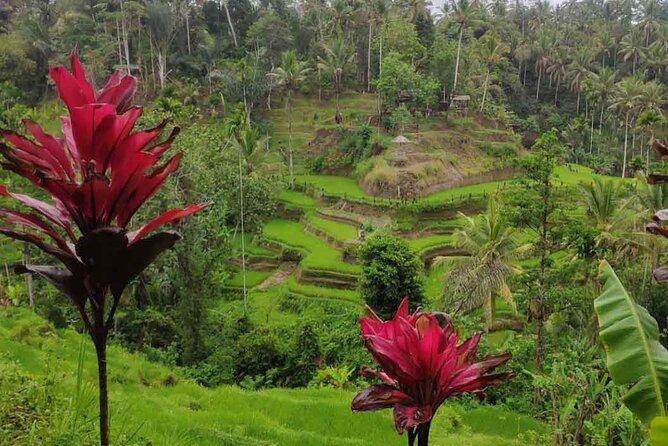 UBUD Spring Temple, Waterfall, Rice Terraces Private Tour - Spring Temple Plus Other Bali Icons: What This Tour Tries to Bundle
