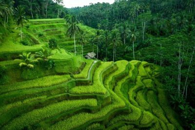 UBUD : Temple and Waterfall All Inclusive Day Tour - Tirta Empul: the sacred water temple and its meaning
