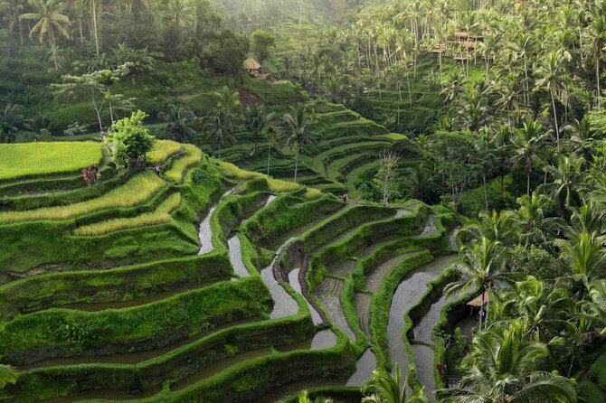 Ubud Tour-All Inclusive with Jungle Swing And Lunch - Price and what $60 is really paying for