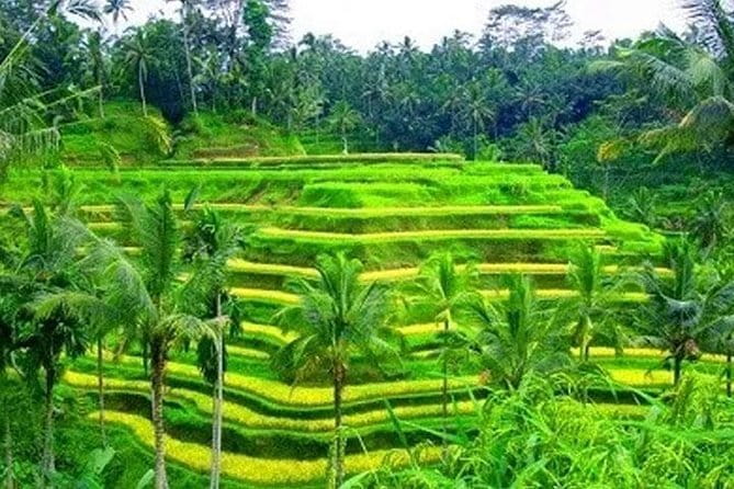Ubud Tour Water Temple with Jungle Swing - Tegalalang Rice Terrace: iconic views plus real irrigation context