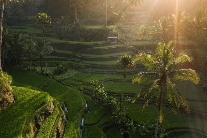 Ubud Tour Water Temple with Jungle Swing - Price and what you’re really buying for $33