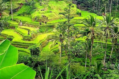 Ubud Tour with all includes - Pickup and Timing: How the Day Feels in Real Life