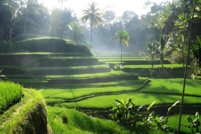 Ubud: Waterfalls, Water Temple & Rice Terraces Private Tour - Tirta Empul Temple: Holy Spring Purification Ritual, Sarong Included