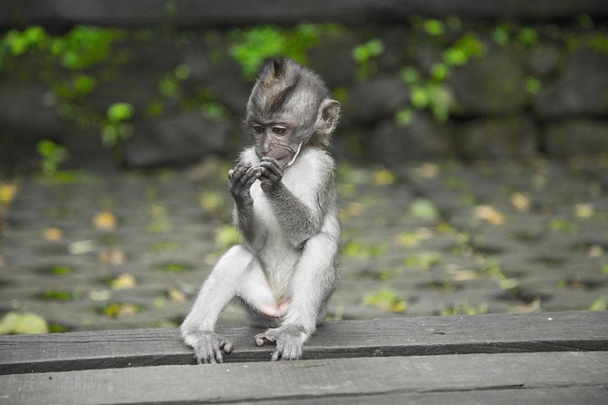 Ultimate Ubud - A Fast Day Around Ubud: Coffee, Rice Terraces, and Monkeys