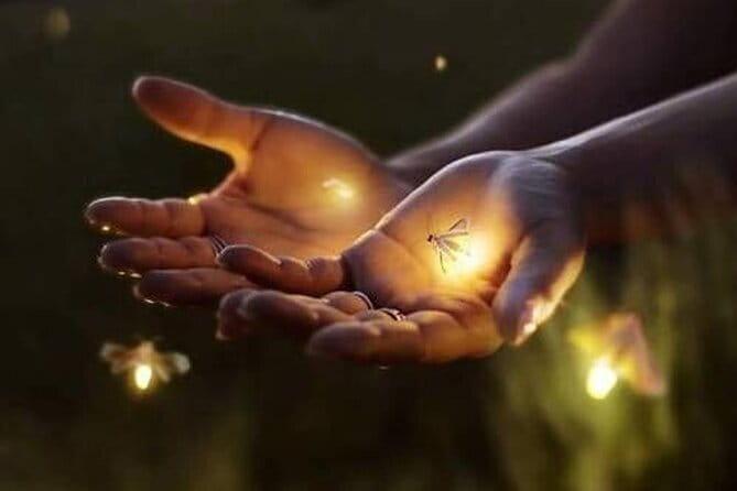 VIllage Firefly Night Tour - Ubud Bali - Key highlights worth your time