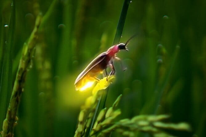 VIllage Firefly Night Tour - Ubud Bali - Price and logistics: is $45 good value?