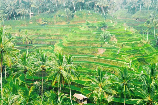 Volcano Jeep Adventure and Ubud Tour - d’Alas Swing in Ubud: A Jungle and Rice-Field Ride